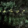 Mysteries of Nature - 4